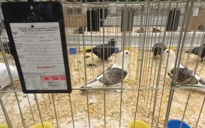 Od mekanih i zvekanih do raspjevanih